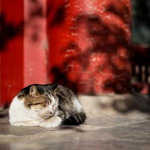 成人a片在线观看
