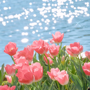 成人a片在线观看
